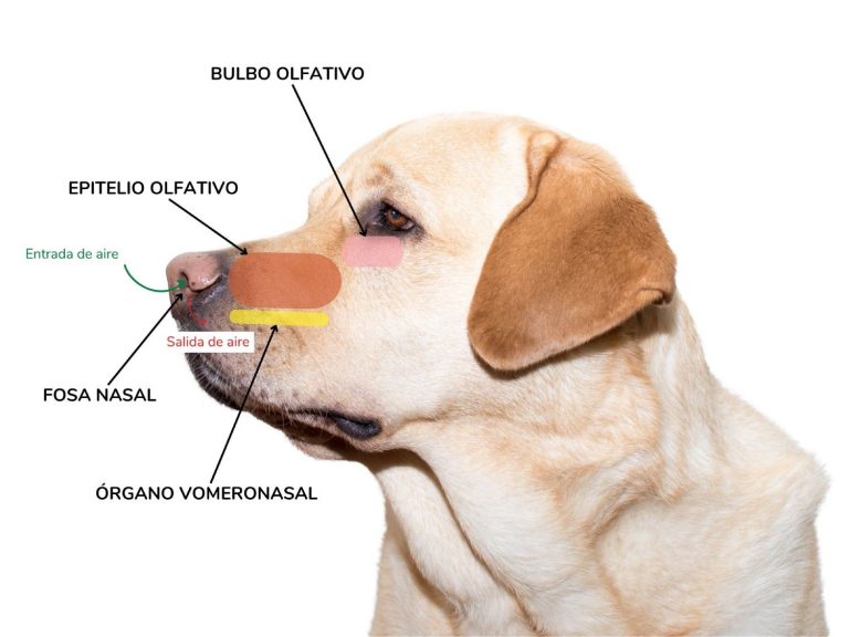 La cara de un perro de raza labrador retriever con las partes del sistema olfativo (nariz) nombradas y señaladas