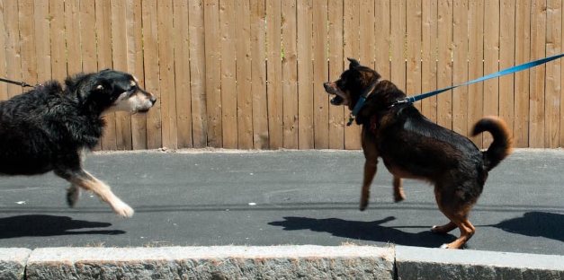 Dos perros atados por la correa uno enfrente del otro. El perro de la izquierda tiene un collar y correa de color negro. El perro de la derecha tiene un collar y correa azules. Los dos perros tienen las patas delanteras un poco levantadas y enseñan los dientes gruñendo de forma agresiva. Son dos perros reactivos.